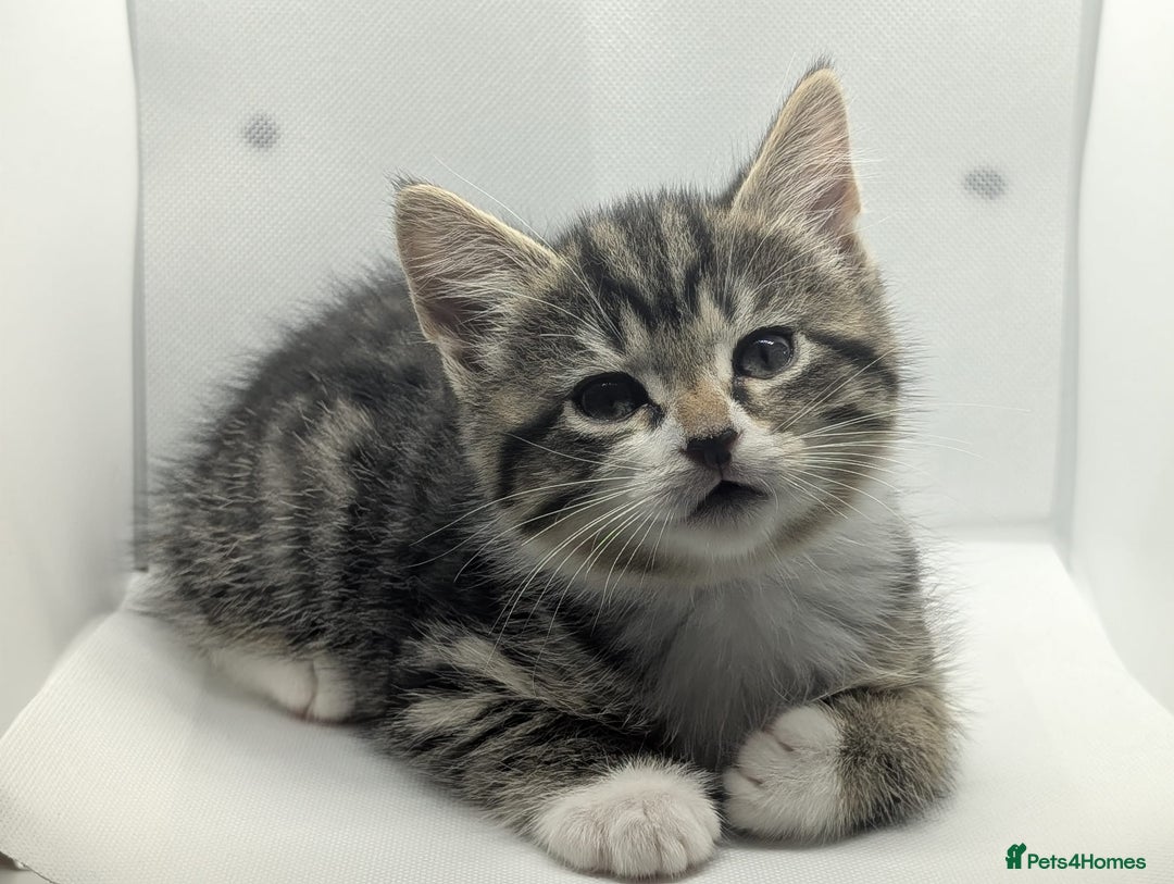 Mixed Breed cats for sale: Beautiful mix breed kittens  - Image 3