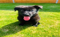 German Shepherd dogs for sale: KC Registered German Shepard Babies 🐾🐾🐾 - Image 3