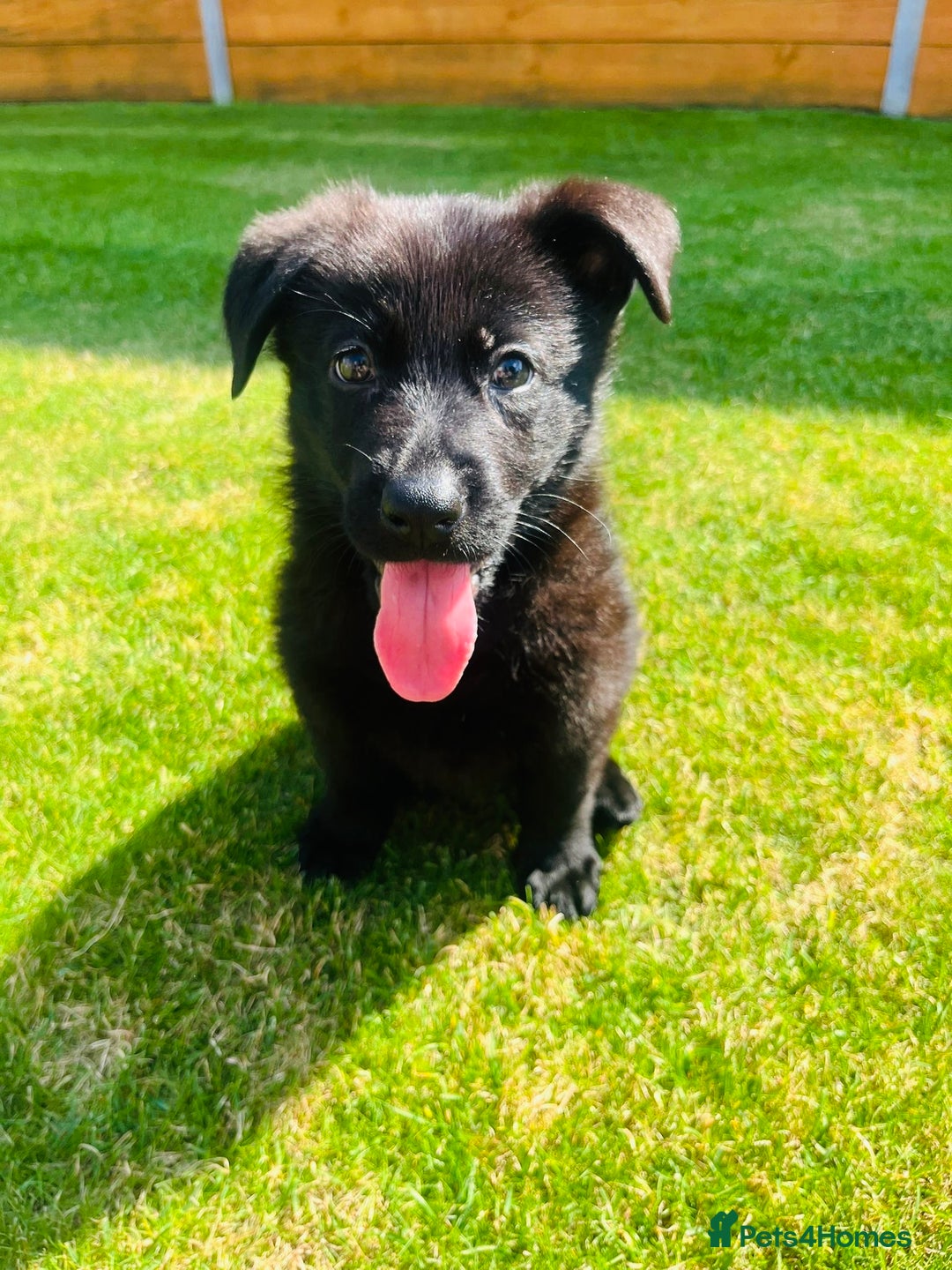 German Shepherd dogs for sale: KC Registered German Shepard Babies 🐾🐾🐾 - Image 3