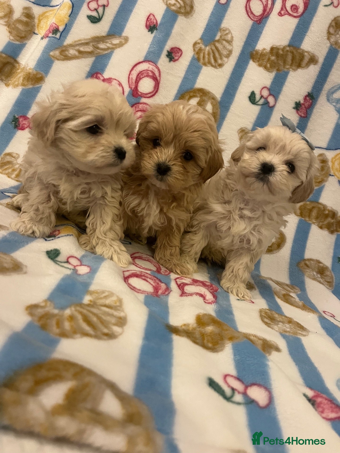 Maltipoo dogs for sale: OUTSTANDING TOY/KOREAN MALTIPOOS  - Advert 2