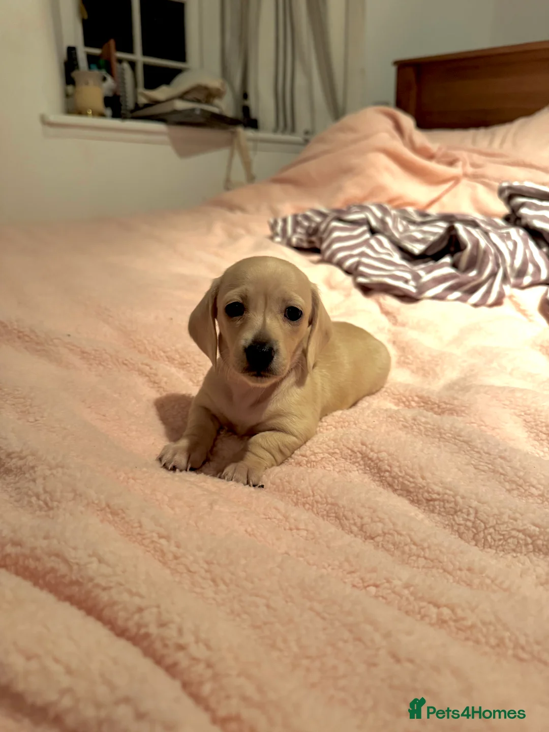 Miniature Dachshund dogs for sale: Cream miniature dachshunds-Petal’s Perfect Puppies - Advert 7