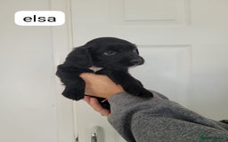 Sprocker dogs for sale: F1 sprockers 4 boys 3 girls - Image 10