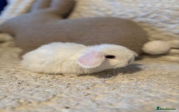 Mini Lop rabbits for sale: Mini lop babies 🫶🏻 ready to reserve ✨ - Image 14