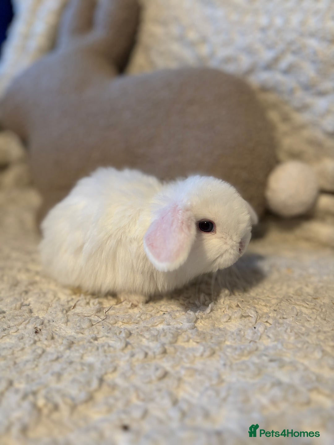 Mini Lop rabbits for sale: Mini lop babies 🫶🏻 ready to reserve ✨ - Image 14