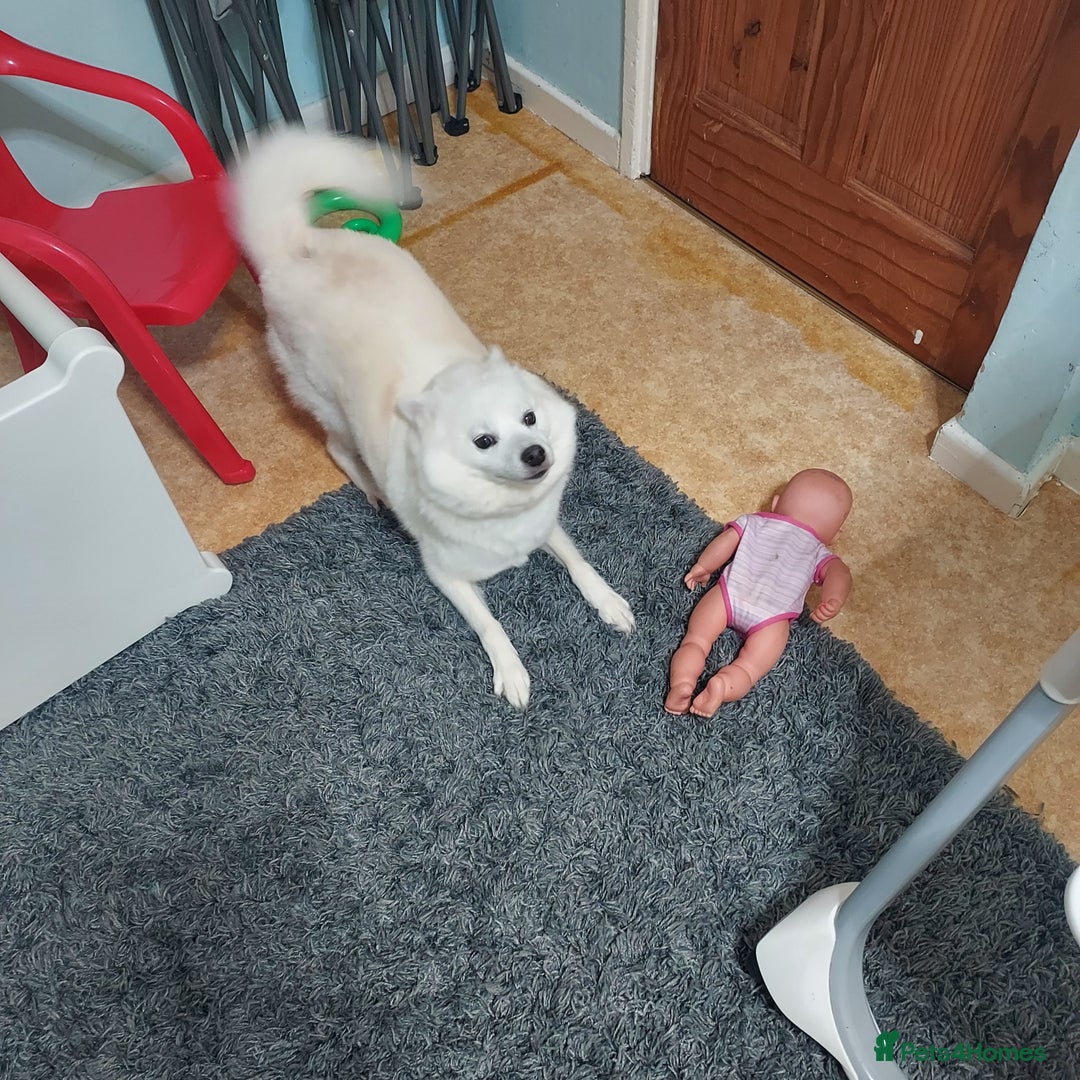 Mixed Breed dogs for sale: Pomskie female  - Advert 4