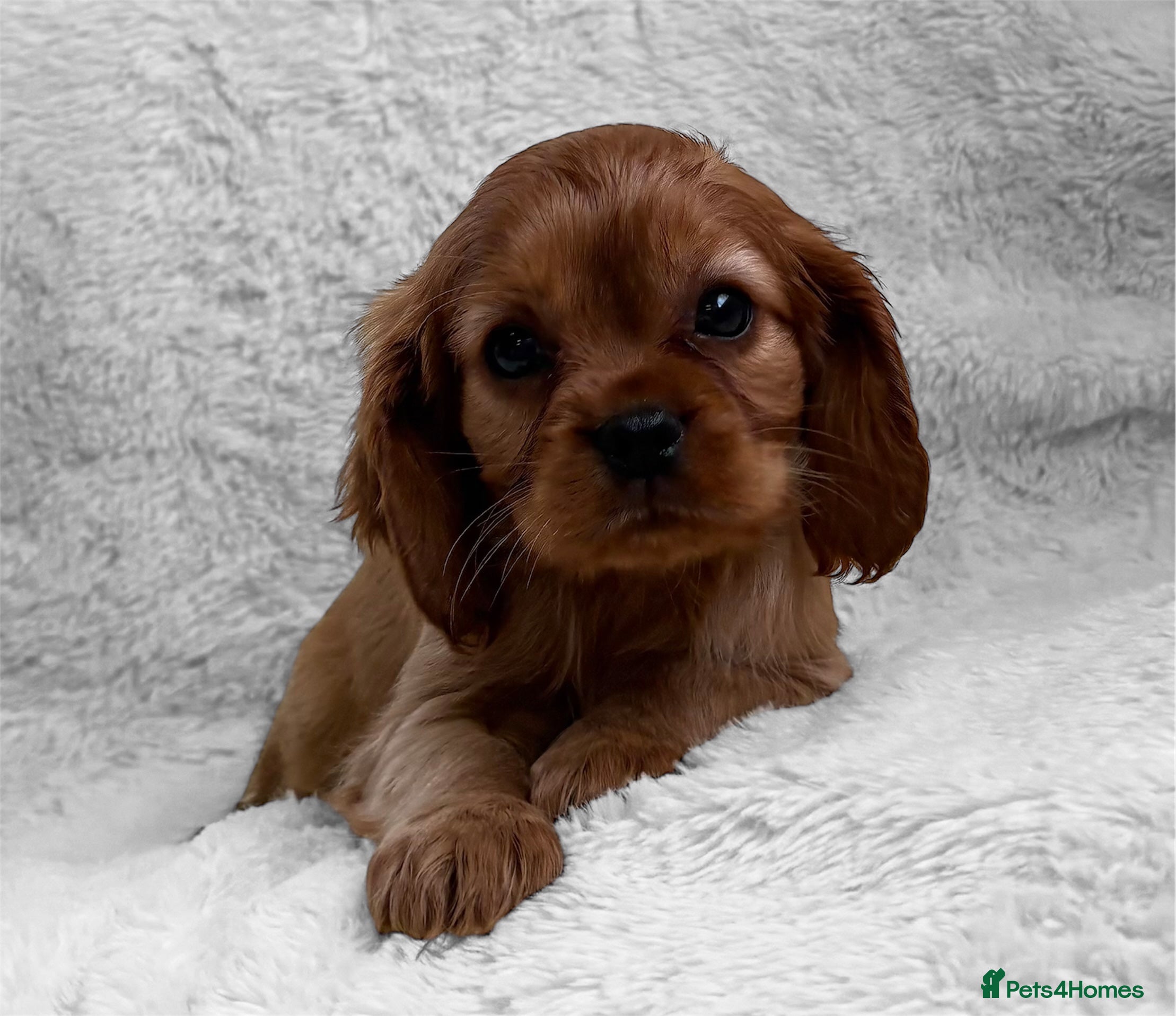 Cavapoo dogs F1b Cavapoo Puppy’s!  - Advert 14