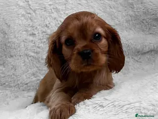 Cavapoo dogs F1b Cavapoo Puppy’s! - Advert 14