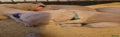 Labrador Retriever 6