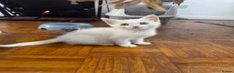 Mixed Breed cats for sale: Ragdoll mixed female  - Advert 4