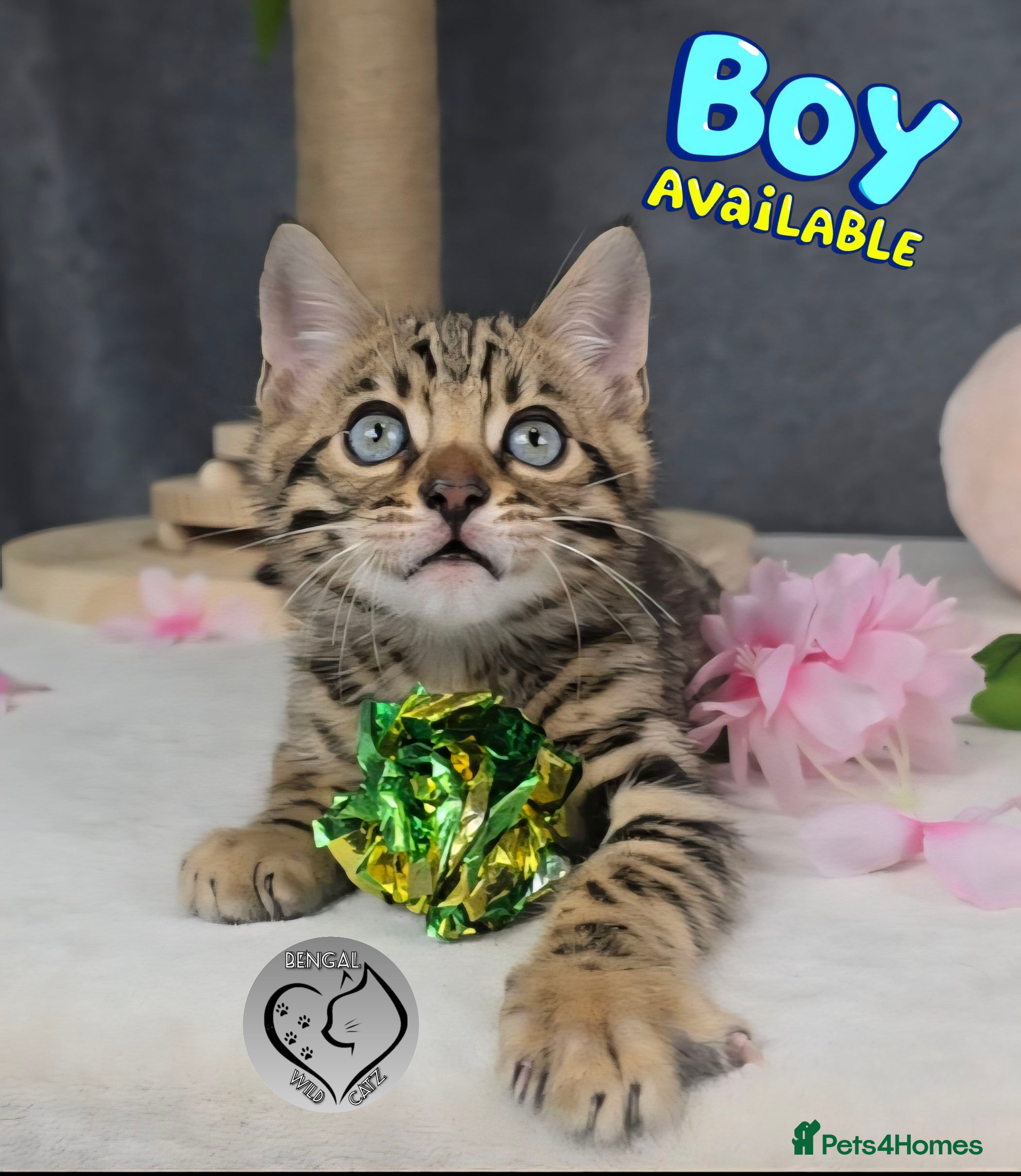 Bengal cats 1 beautiful boy from tica champion lines - Advert 12