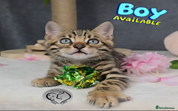Bengal cats for sale: 1 beautiful boy from tica champion lines - Image 1