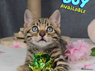 Bengal cats - Advert 6