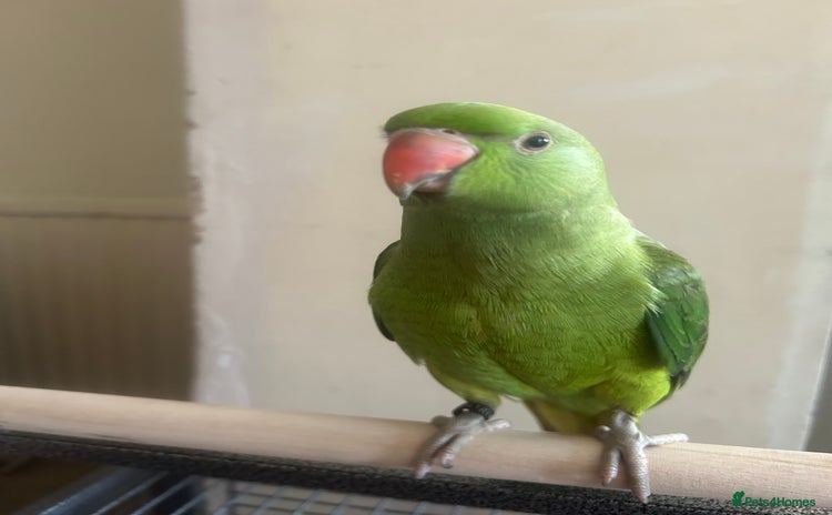 Ringnecks birds - Advert 2