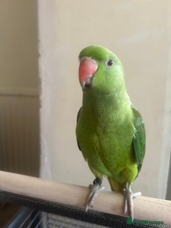 Ringnecks birds - Advert 1