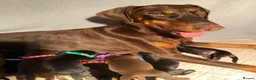 Dobermann dogs for sale: KC REGISTERED DOBERMAN PUPS - Advert 26
