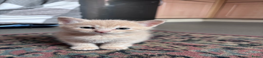Turkish Angora Kitten 1