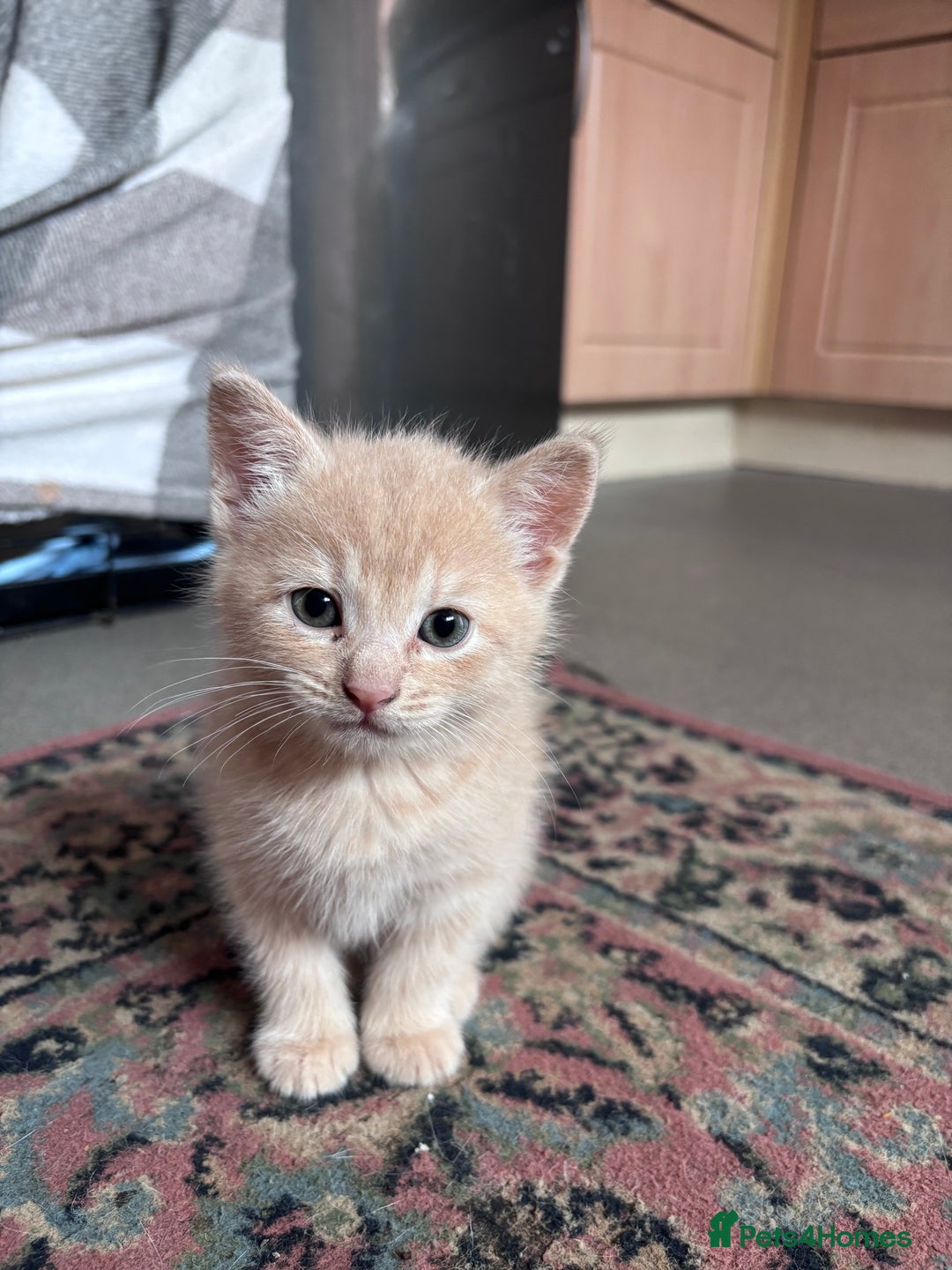 Turkish Angora cats for sale: Pedigree Turkish angora x bengal  - Image 2