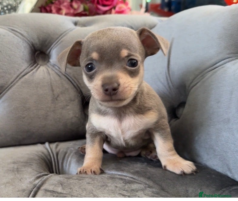 Chiweenie dogs for sale: Chiweenie pup. Chihuahua cross dachshund  - Advert 1