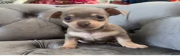 Chiweenie dogs for sale: Chiweenie pup. Chihuahua cross dachshund  in Croydon - Advert 1