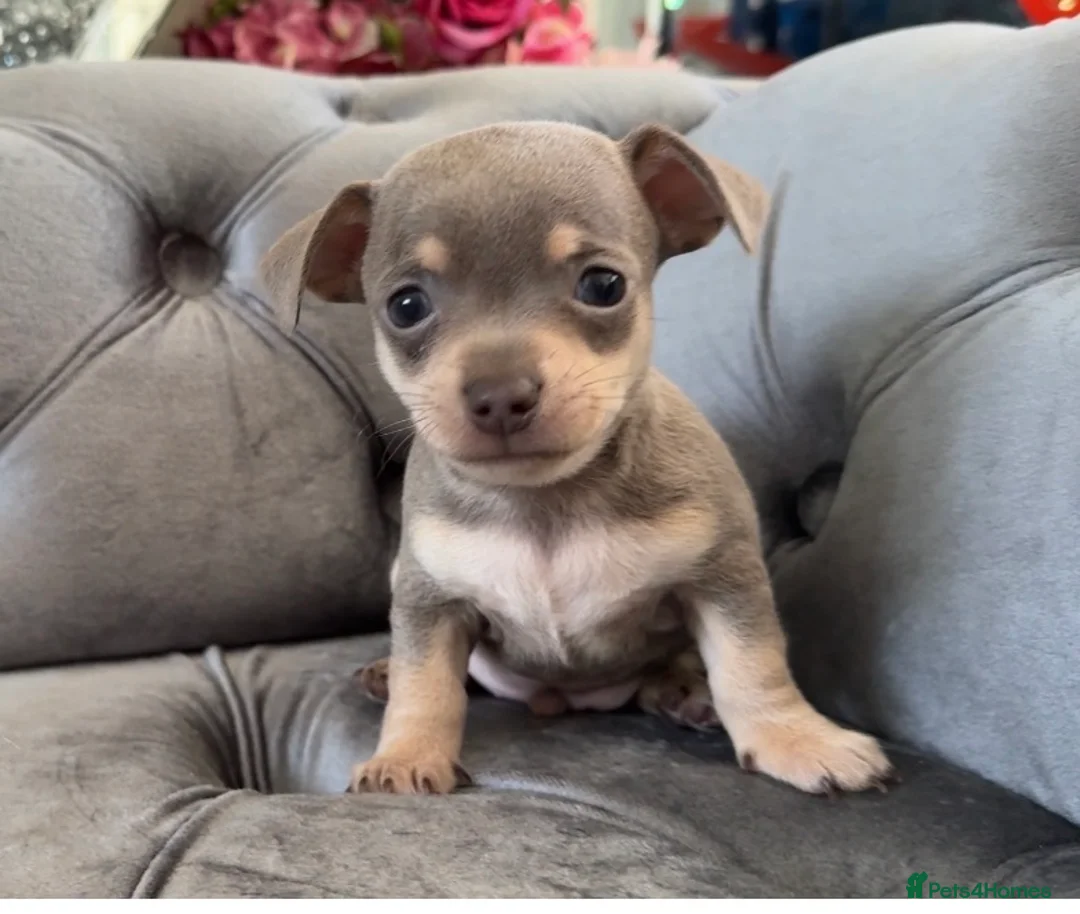 Chiweenie dogs for sale: Chiweenie pup. Chihuahua cross dachshund  in Croydon - Advert 1