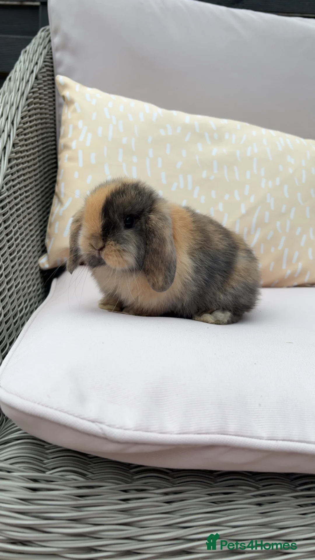 Mini Lop rabbits for sale: Mini lop boy ready to reserve 🥰 - Advert 2