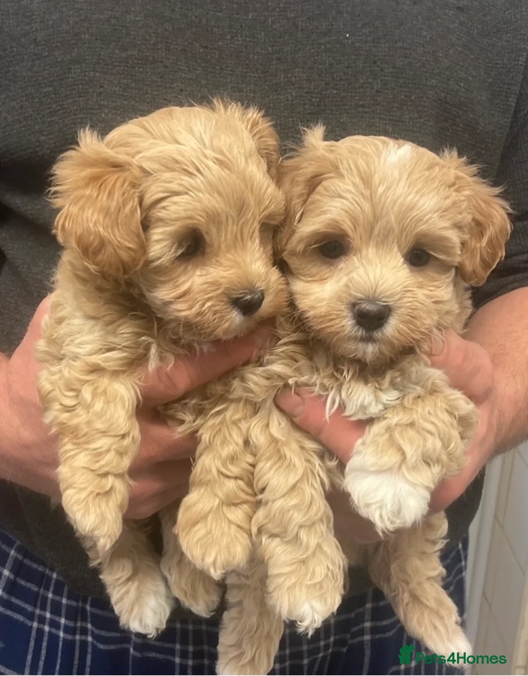 Maltese dogs for stud: Gorgeous Maltese FOR STUD - Not For Sale in Coventry - Advert 14