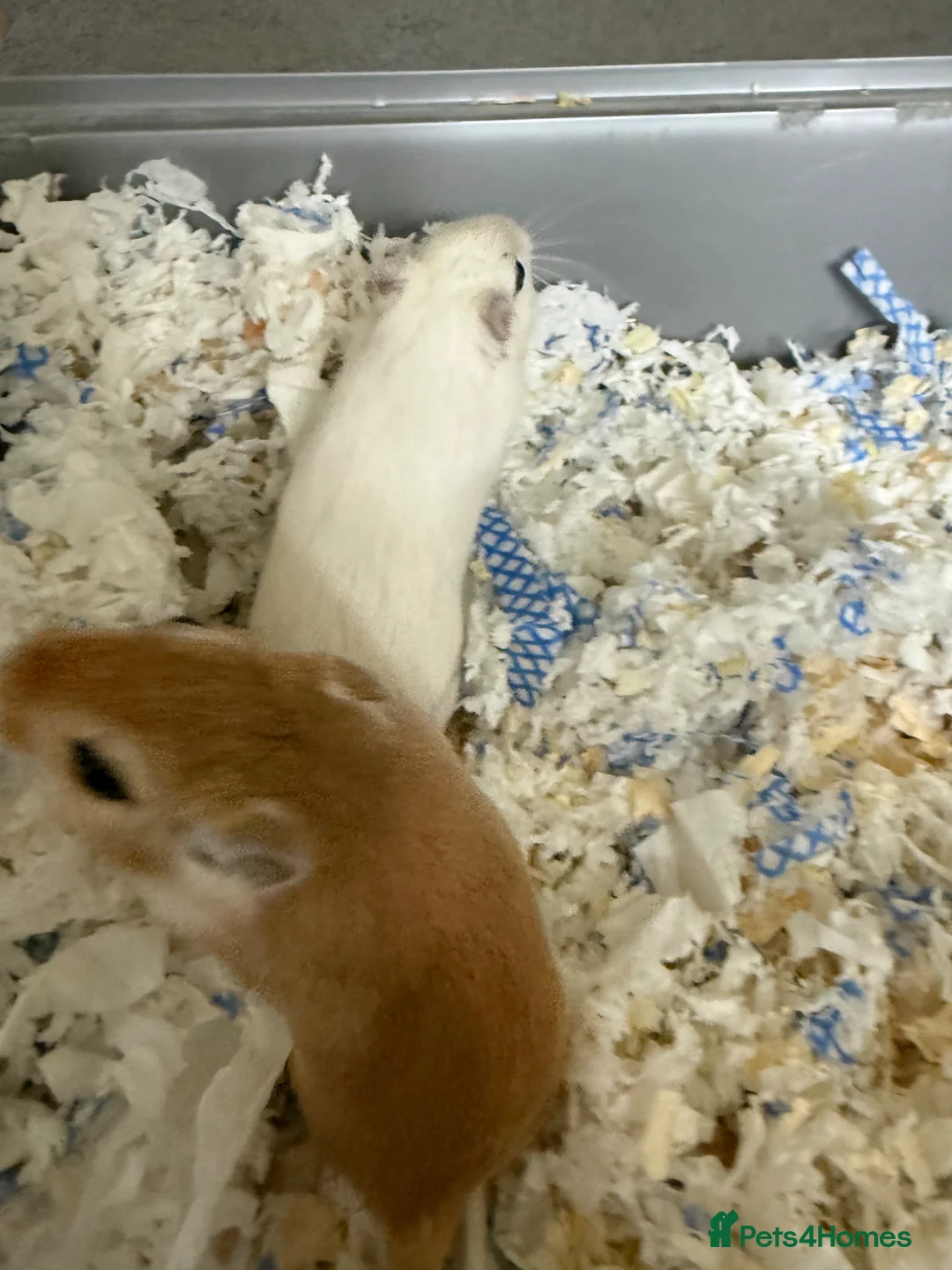 Gerbil rodents for sale: 2 x Gerbils and Cage (free to good home) - Advert 2