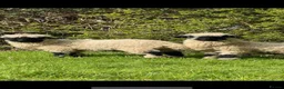 Sheep livestock for sale: Valais Blacknose Twins - friendly and sweet  - Advert 3