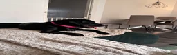 Labrador Retriever dogs for sale: Molly one year old female Labrador pup black  - Advert 3