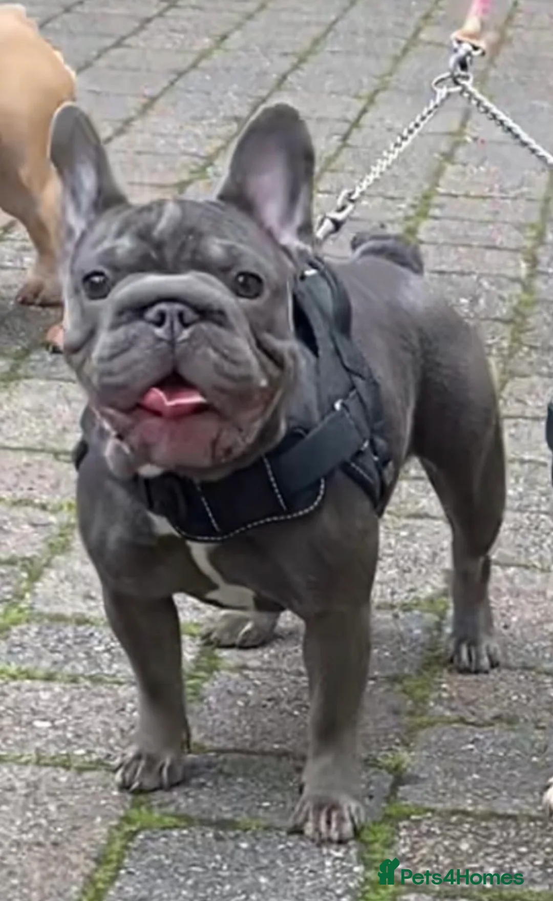 French Bulldog dogs for sale: PINK, ISABELLA & FLUFFY CARRIER FEMALE in London - Advert 2