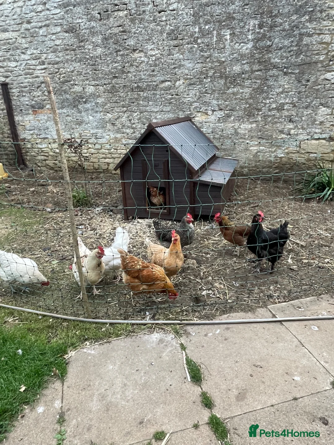 Chickens poultry for sale: Various breeds of excellent laying hens for sale - Advert 1