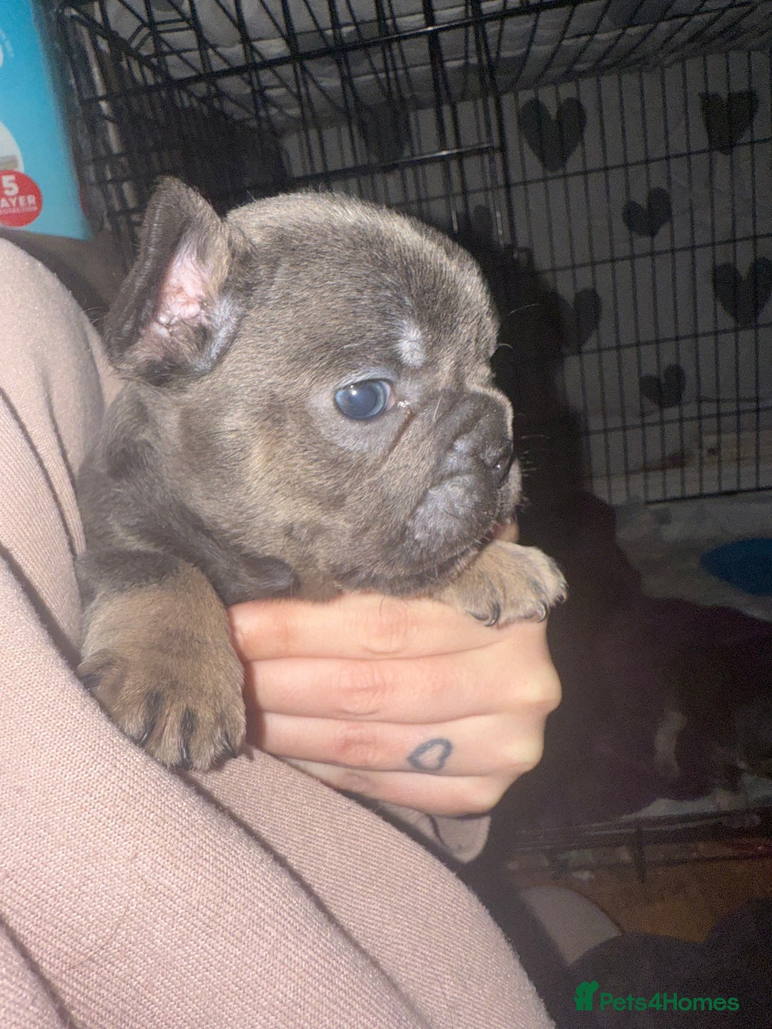 French Bulldog dogs for sale: Puppy frenchies for sale!! - Advert 4