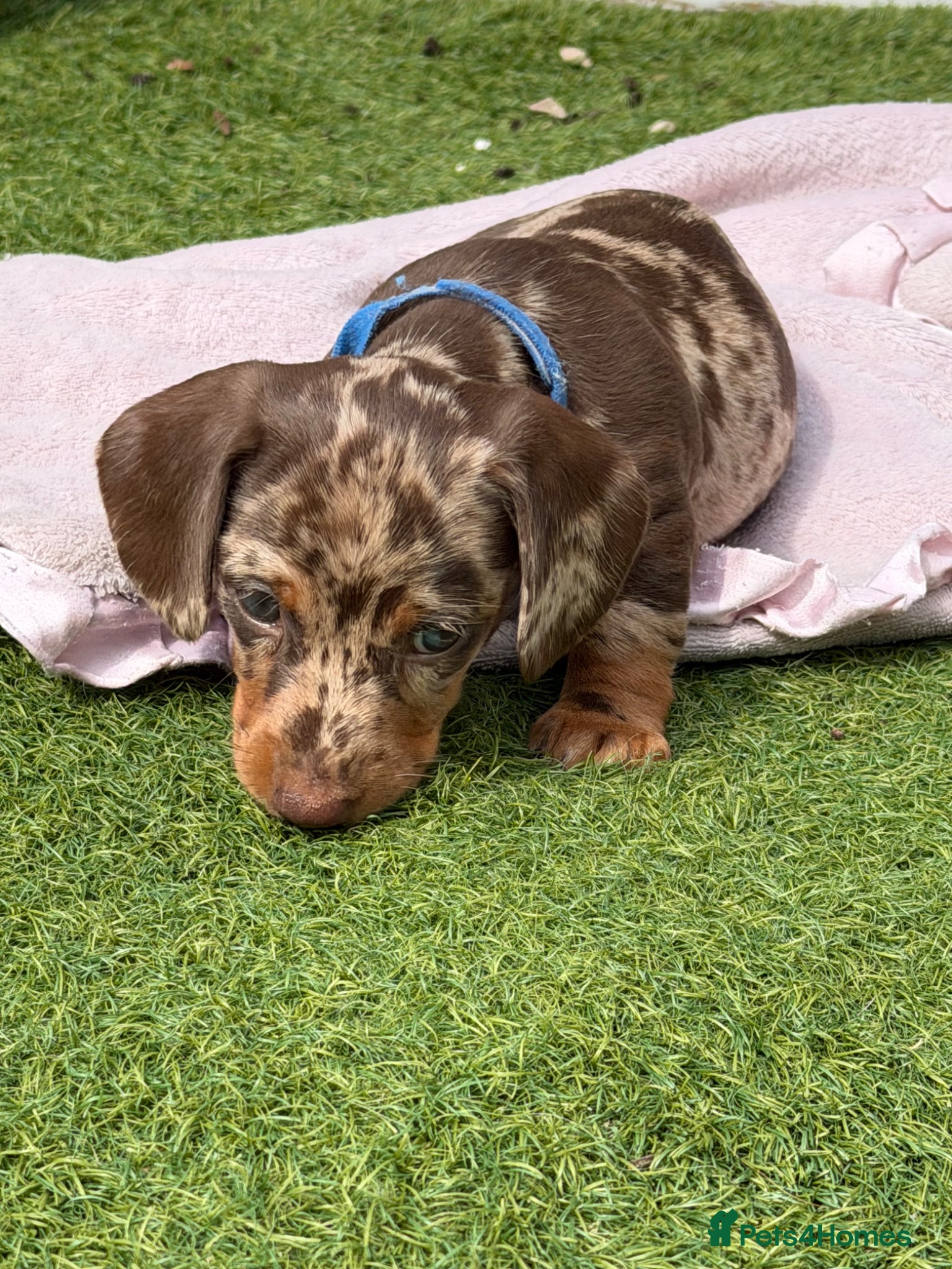 Miniature Dachshund dogs Beautiful miniature Dachshund puppies - Advert 11