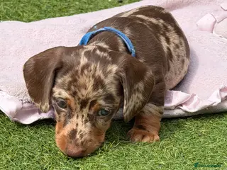 Miniature Dachshund dogs Beautiful miniature Dachshund puppies - Advert 11