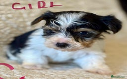 Biewer Terrier dogs for sale: Biewer terrier - Image 6