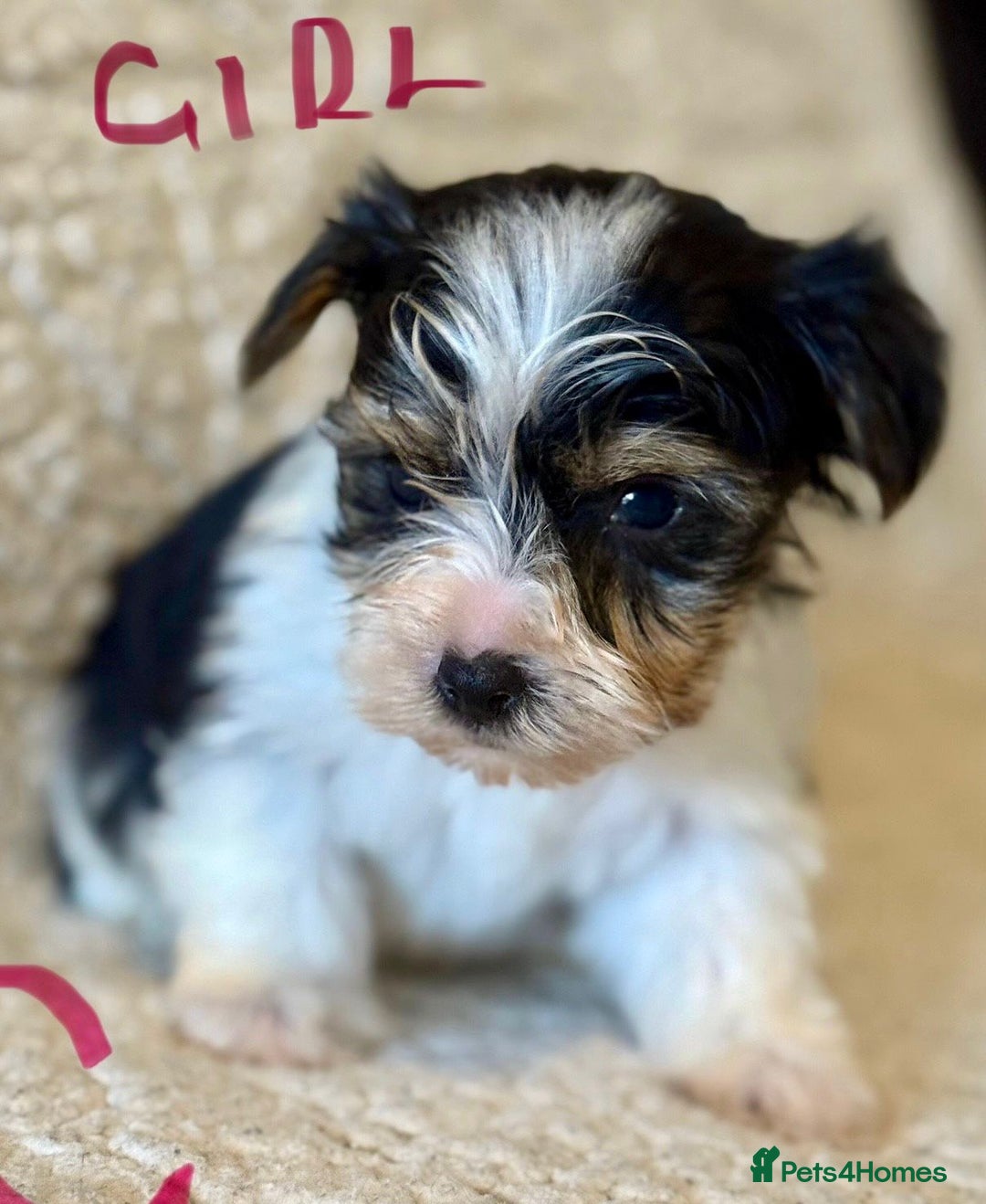Biewer Terrier dogs for sale: Biewer terrier - Image 6