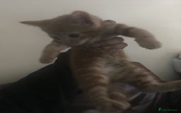Mixed Breed cats for sale: Two beautiful ginger male kittens - Image 5