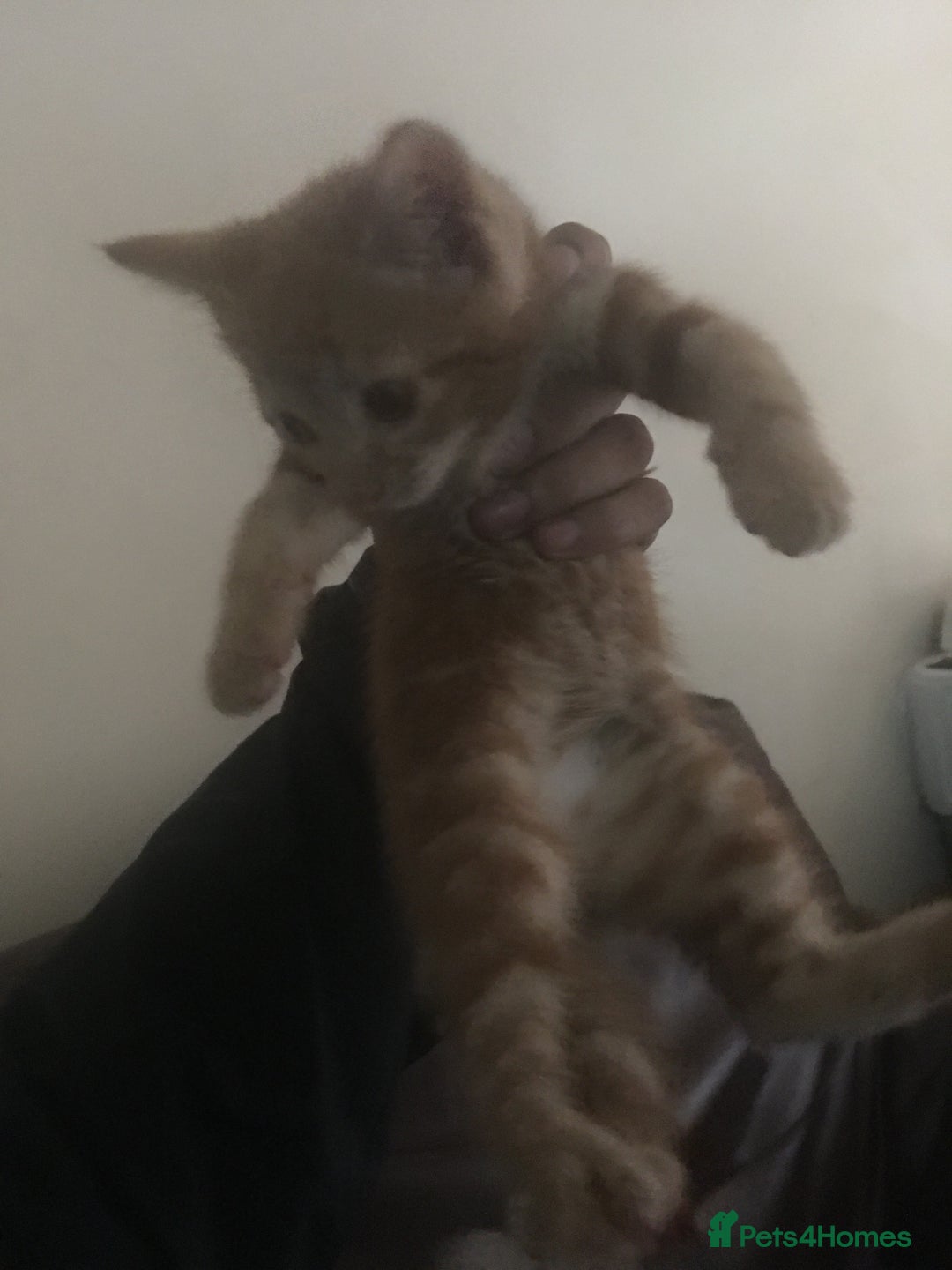 Mixed Breed cats for sale: Two beautiful ginger male kittens - Image 5