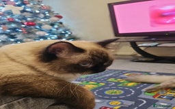 Ragdoll cats for sale: *READY TO LEAVE*beautiful Ragdoll babies for sale  - Image 19