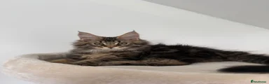 Brown Tabby Boy