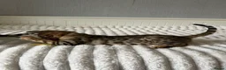 Bengal cats for sale: 🐆 Adorable pedigree Bengal kittens 🐆 - Advert 14