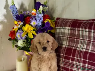 Mini Goldendoodle dogs 8 left mini Goldendoodles puppies for sale - Advert 1
