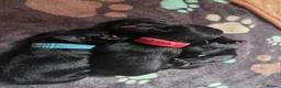 Griffon Bruxellois dogs for sale: Brussels Griffon (3/4) x French Bulldog (1/4) pups in London - Advert 3