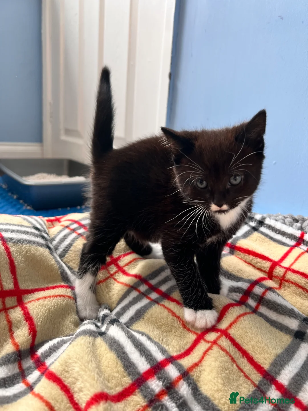 Mixed Breed cats for sale: Male Kittens for Sale £160 - Advert 7