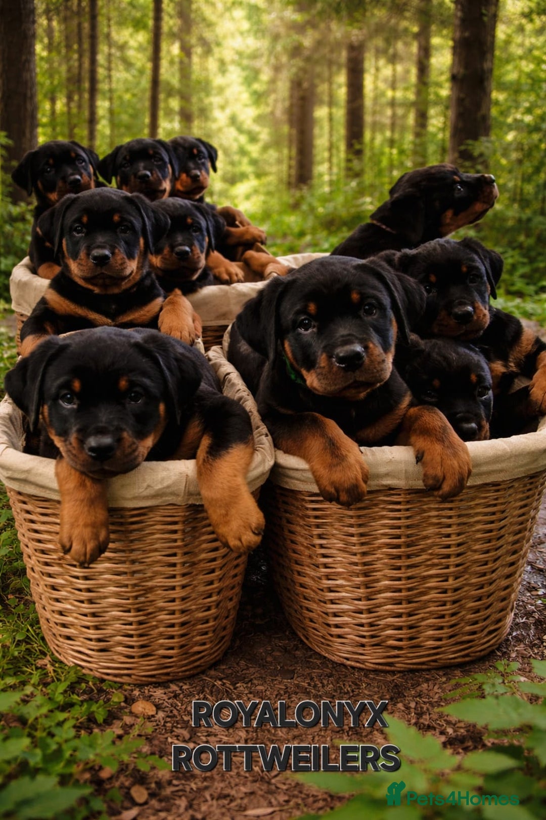 Rottweiler dogs for sale: KC chunky rottweiler puppies - Advert 1