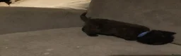 Mixed Breed cats for sale: Black kittens - Advert 12