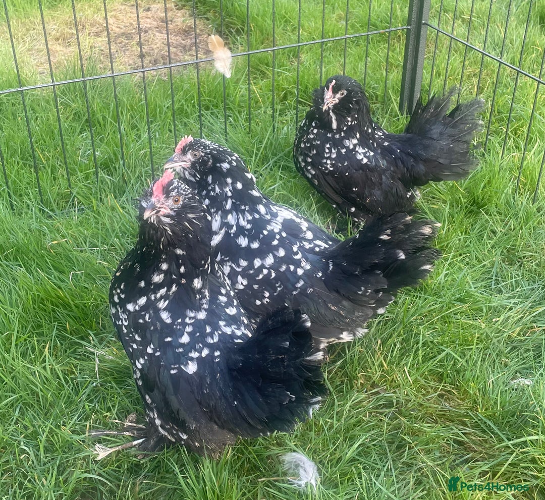 Chickens poultry for sale: Barbu D’uccles chickens - Advert 4