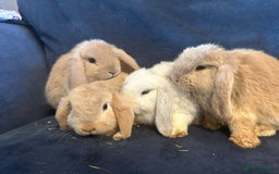 Mini Lop rabbits for sale: Pure Breed Mini Lop baby bunnies ready 1st Aug - Image 1