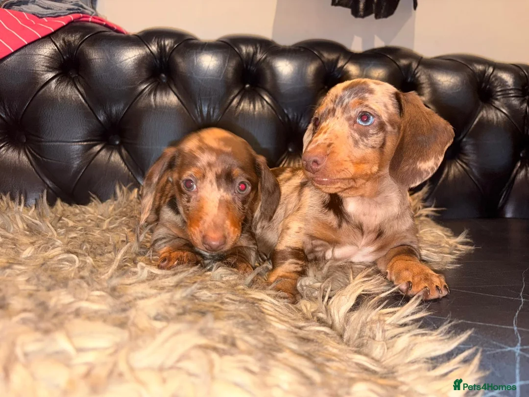 Dachshund dogs for sale: Dachshund puppies  - Advert 6