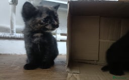 Mixed Breed cats for sale: Sweet kittens for sale - Image 7